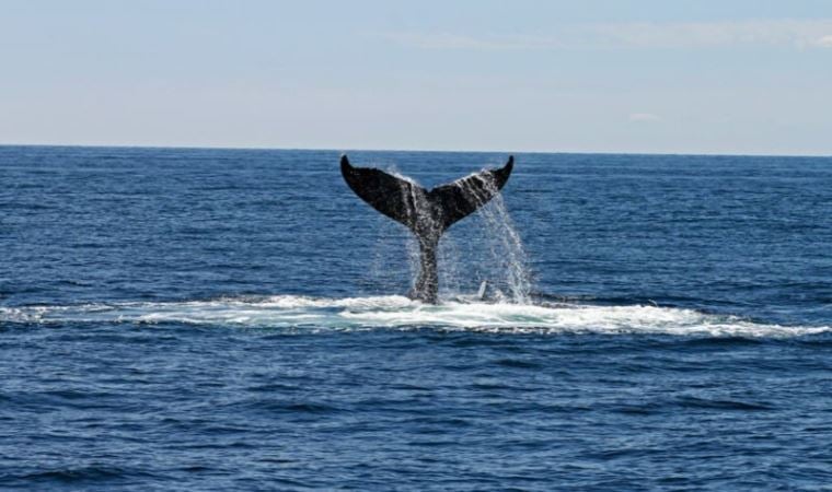 Marmaris açıklarında balina sürprizi