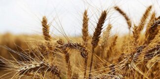 Buğday fiyatları saldırı sonrası yükseldi