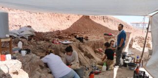 Türkiye’nin “Jurassic Parkı” Çankırı: 8,5 milyon yıllık 100 fosil gün yüzüne çıkıyor