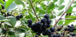 Aronya meyvesi nedir, nasıl yenir? (Aronya hangi hastalıklara iyi gelir, faydaları neler?)