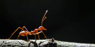 İstilacı karıncalar ilk kez Avrupa’da