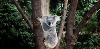 Koalaları korumak için ağaç kesimine yasak geldi