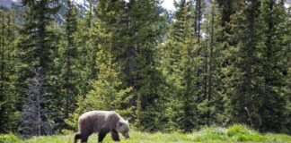Kanada’da ulusal parkta bozayı saldırısı: 2 ölü
