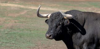 Ordu’da boğa, sahibini boynuz darbesiyle öldürdü