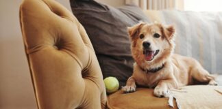 Köpekler sanılandan daha akıllı | Sözcükleri objelerle ilişkilendiriyorlar