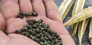 Kimse yemek istemiyor ama doğal mikrop temizleyici! Yoğurdun içine 1 kaşık koyup tüketen doktor yüzü görmüyor