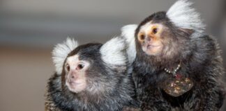 Tıpkı insanlar gibi birbirlerine isim veriyorlar! Yalnızca 3 hayvan türünde görüldü